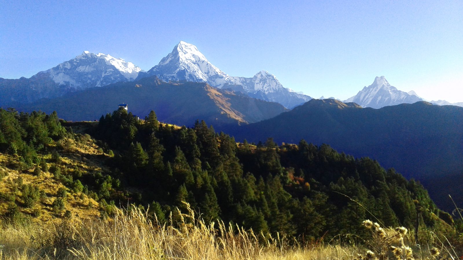 Ghorepani Poon Hill Trek: Annapurna South and Machhapuchhre above the forested ridge at Poon Hill, near Ghorepani, Annapurna Conservation Area, Nepal