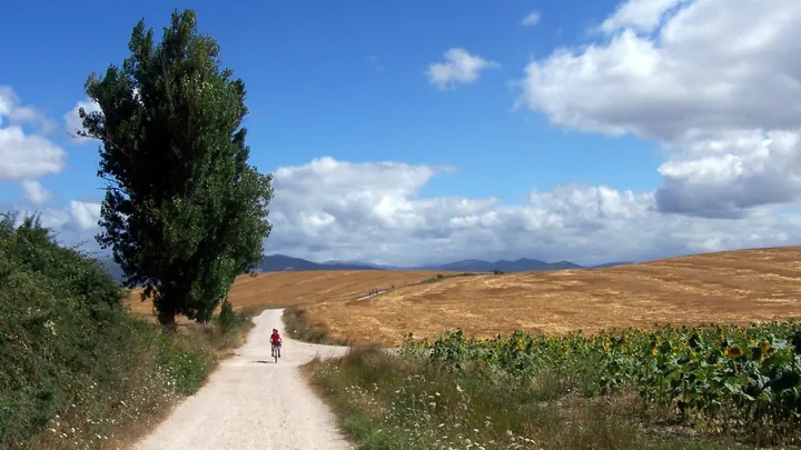 Camino Francés